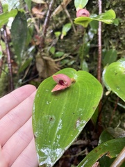 Pleurothallis palliolata