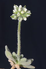 Draba macleanii