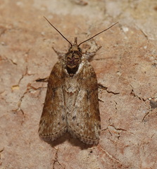 Nycteola indica