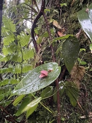 Pleurothallis palliolata