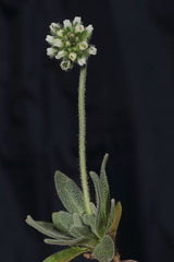 Draba macleanii