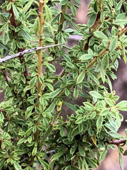 Quercus oblongifolia