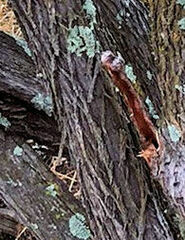 Quercus oblongifolia