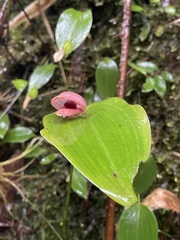 Pleurothallis palliolata