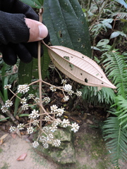 Miconia cinerascens