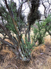Quercus oblongifolia