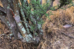 Quercus oblongifolia