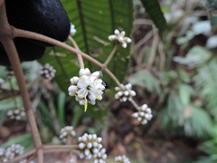 Miconia cinerascens