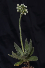 Draba macleanii