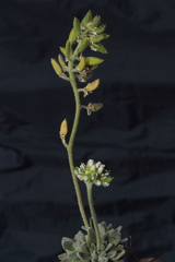 Draba macleanii