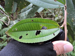 Miconia cinerascens