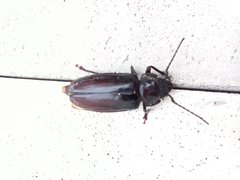 Mallodon spinibarbis