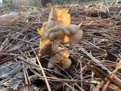 Helvella