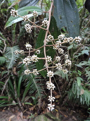 Miconia cinerascens