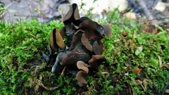 Ionomidotis irregularis