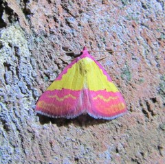 Phytometra rhodarialis