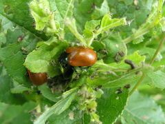 Chrysomela populi