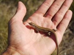 Lacerta agilis