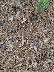 Gymnopus brassicolens