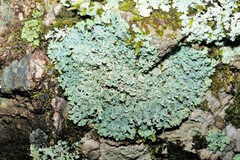 Heterodermia albicans