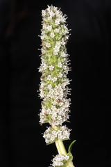 Valeriana coarctata