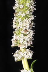 Valeriana coarctata