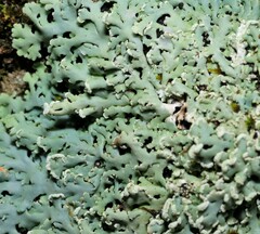 Heterodermia albicans