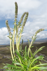 Valeriana coarctata