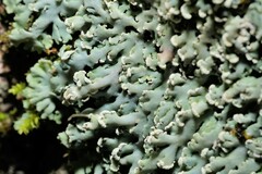 Heterodermia albicans