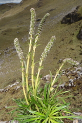 Valeriana coarctata