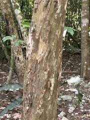 Coccoloba diversifolia