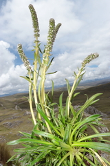 Valeriana coarctata