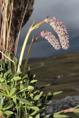 Valeriana coarctata