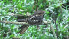 Antrostomus carolinensis