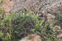 Valeriana coarctata