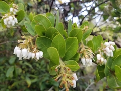 Arctostaphylos montaraensis
