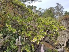 Arctostaphylos montaraensis