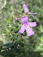 Westringia fruticosa