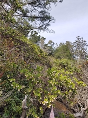 Arctostaphylos montaraensis