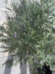 Westringia fruticosa