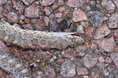 Arizona elegans elegans