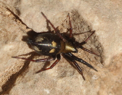 Callilepis nocturna