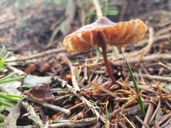 Marasmius plicatulus