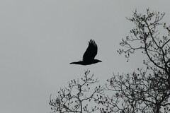 Corvus corax