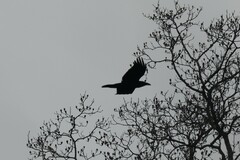 Corvus corax