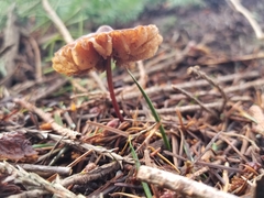 Marasmius plicatulus