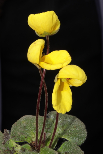 Calceolaria scapiflora (Calceolaria scapiflora)