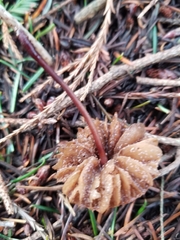Marasmius plicatulus