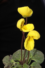 Calceolaria scapiflora