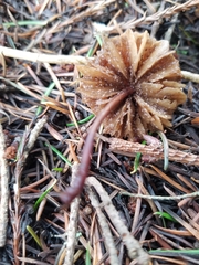 Marasmius plicatulus